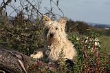BOUVIER DES ARDENNES 303
